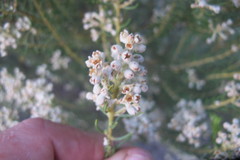 Phylica rigidifolia