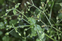 Stellaria cuspidata prostrata