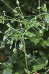 Stellaria cuspidata prostrata