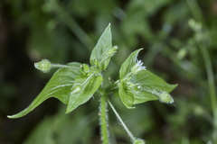 Stellaria cuspidata prostrata