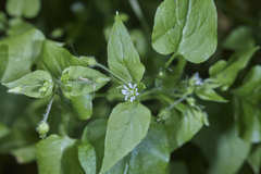 Stellaria cuspidata prostrata
