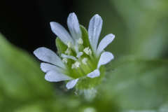Stellaria cuspidata prostrata