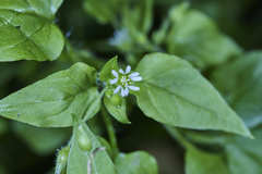 Stellaria cuspidata prostrata