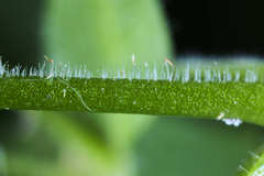 Stellaria cuspidata prostrata