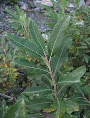Salix pseudomedemii