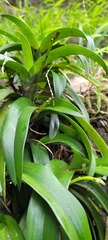 Sarcochilus