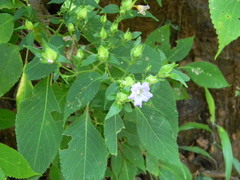 Strobilanthes ixiocephala