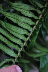 Blechnum punctulatum