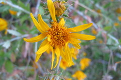 Berkheya fruticosa