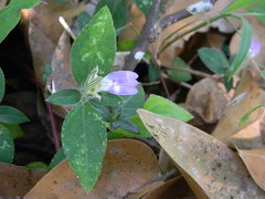 Cynarospermum asperrimum