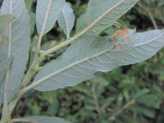 Salix pseudomedemii