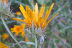 Berkheya fruticosa