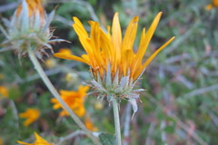 Berkheya fruticosa