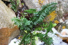 Blechnum punctulatum