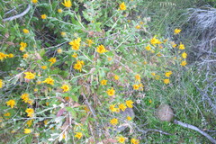 Berkheya fruticosa