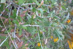 Berkheya fruticosa