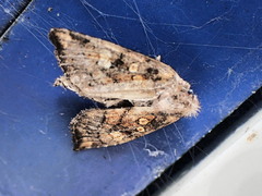 Papaipema impecuniosa
