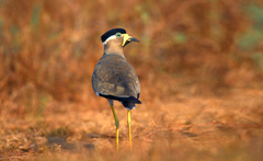 Vanellus malabaricus