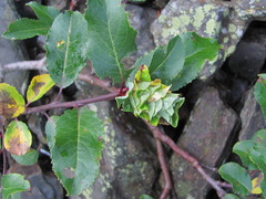 Salix kazbekensis