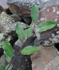 Salix kazbekensis
