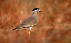 Vanellus malabaricus