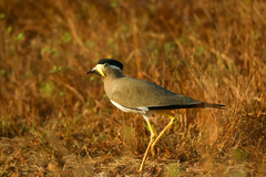 Vanellus malabaricus