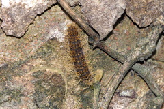 Amata polymita