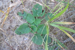 Pelargonium triandrum