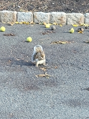 Sciurus carolinensis