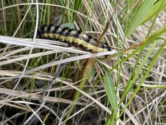 Hemileuca nevadensis