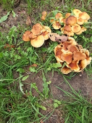 Armillaria