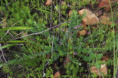 Indigofera filiformis