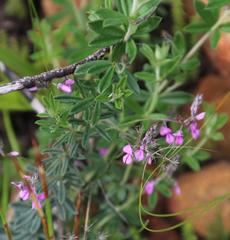 Indigofera filiformis