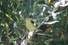 Phylloscopus trochilus