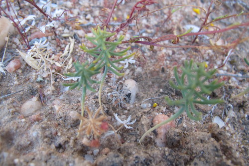 Threadleaf Woolseed (Eriospermum aphyllum)