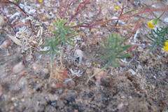 Eriospermum aphyllum