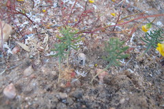 Eriospermum aphyllum