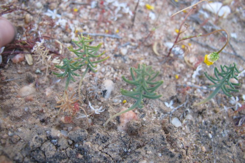 Image of Eriospermum aphyllum by (c) James Deacon, some rights reserved (CC BY-SA)