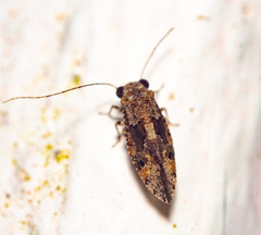 Myopsocus