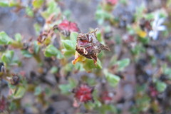 Antimima dasyphylla