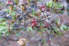 Antimima dasyphylla