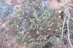 Antimima dasyphylla