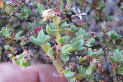 Antimima dasyphylla
