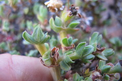 Antimima dasyphylla