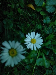 Bellis perennis
