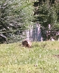 Marmota monax