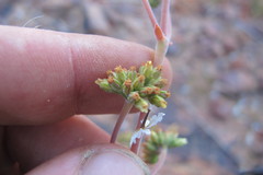 Crassula subacaulis