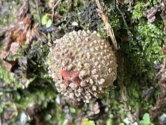 Calostoma japonicum