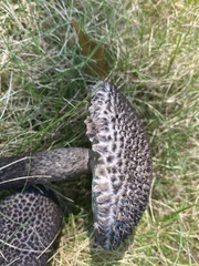 Strobilomyces confusus