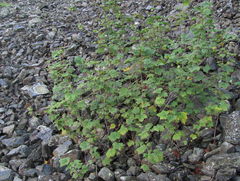 Ribes biebersteinii